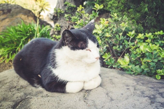 小豆島の猫
