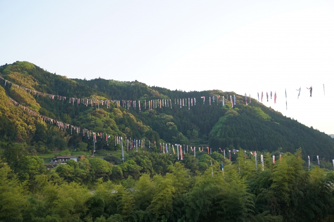 鯉のぼりの川渡し