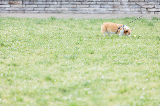 イエローチョーク作戦が犬のフン害対策に効果あり！