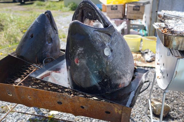 マグロのかぶと焼き